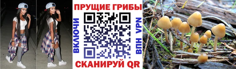 дарнет шоп Всеволожск Псилоцибиновые грибы GOLDEN TEACHER